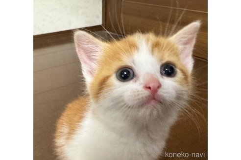 成約済の埼玉県のスコティッシュフォールド-112156の12枚目