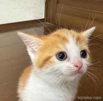 成約済の埼玉県のスコティッシュフォールド-112156の17枚目