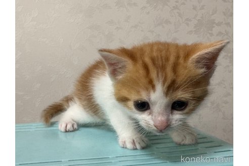 成約済の埼玉県のスコティッシュフォールド-112156の15枚目