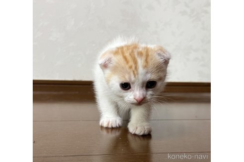販売中の埼玉県のスコティッシュフォールド-112158の20枚目