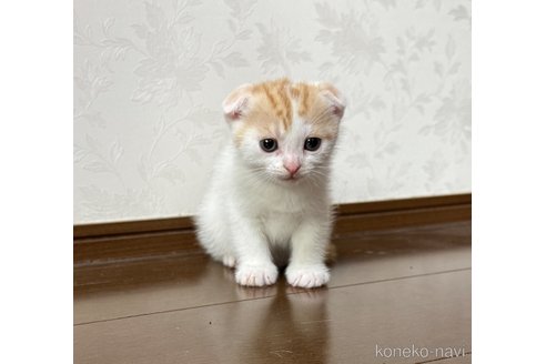 販売中の埼玉県のスコティッシュフォールド-112158