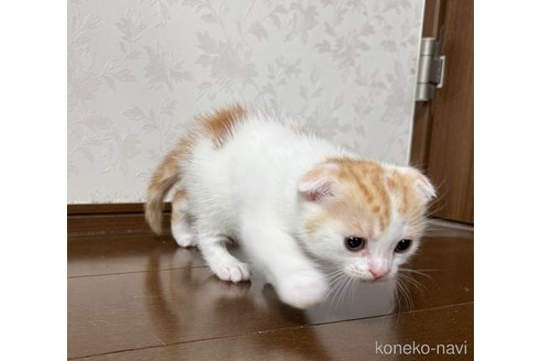 販売中の埼玉県のスコティッシュフォールド-112158の18枚目