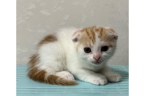 販売中の埼玉県のスコティッシュフォールド-112158の16枚目