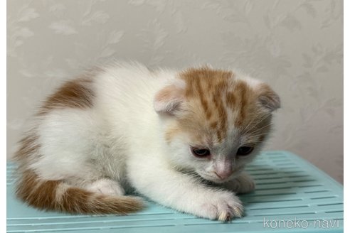 販売中の埼玉県のスコティッシュフォールド-112158の15枚目