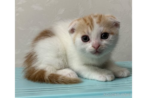 販売中の埼玉県のスコティッシュフォールド-112158の14枚目
