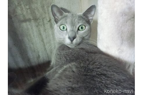 成約済の兵庫県のロシアンブルー-94077の3枚目