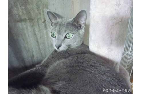 成約済の兵庫県のロシアンブルー-94077の2枚目