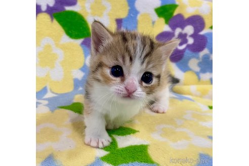 成約済の神奈川県のマンチカン(短足)-114199の7枚目