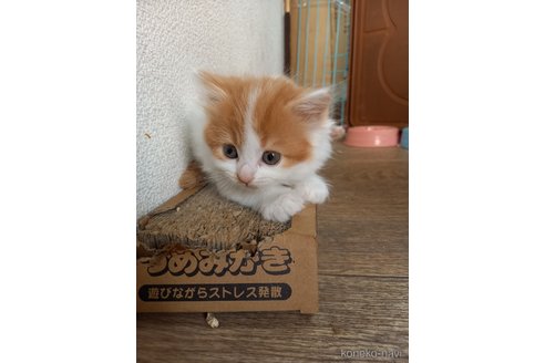 販売中の滋賀県のスコティッシュフォールド-114072の4枚目