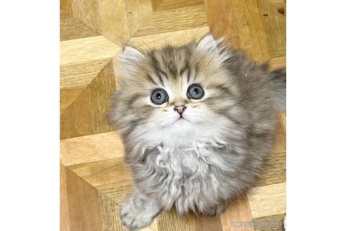 販売中の栃木県のペルシャ(チンチラ)-111375の2枚目