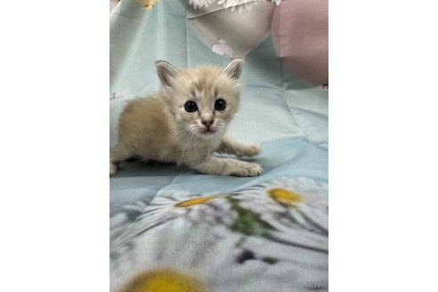 販売中の長野県のトイボブ-114599の12枚目