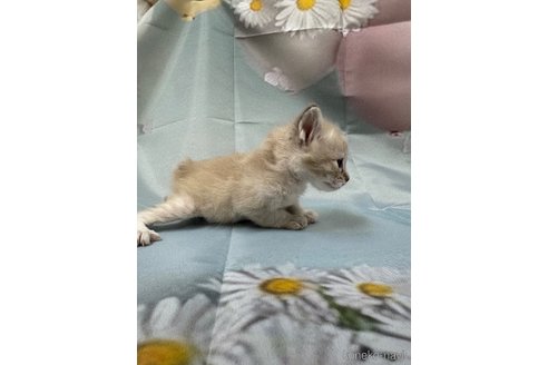 販売中の長野県のトイボブ-114599の9枚目