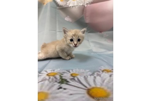 販売中の長野県のトイボブ-114599の11枚目
