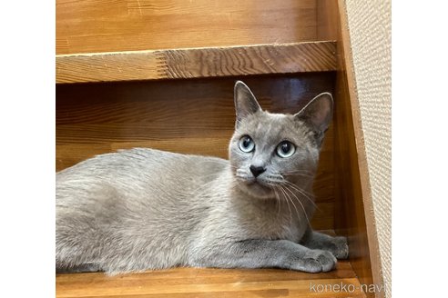 販売中の広島県のトンキニーズ-114600の5枚目