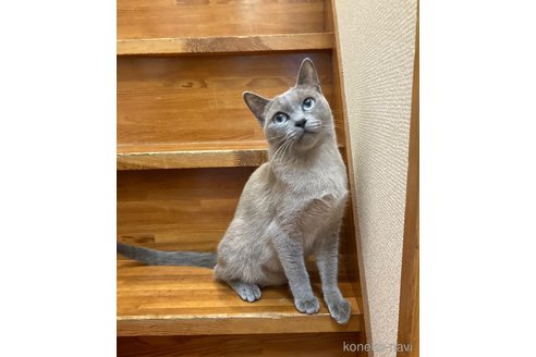 販売中の広島県のトンキニーズ-114600の4枚目