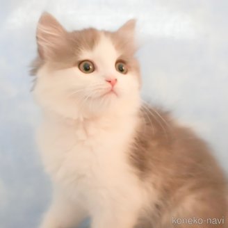 ミヌエットの子猫を探す｜子猫ブリーダーナビ