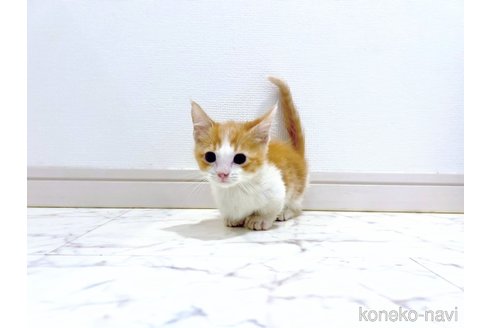 販売中の大阪府のマンチカン(短足)-109626の3枚目