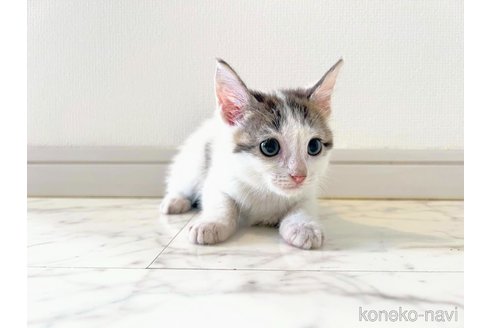 販売中の大阪府のマンチカン-109627の2枚目