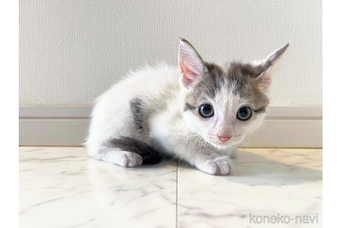 販売中の大阪府のマンチカン-109627の3枚目