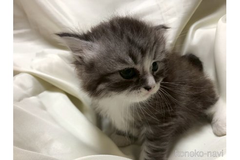 成約済の三重県のサイベリアン-114629の20枚目