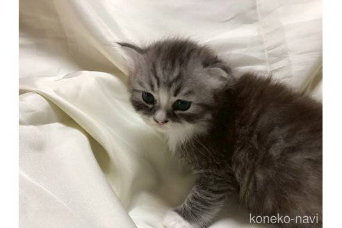 成約済の三重県のサイベリアン-114629の13枚目