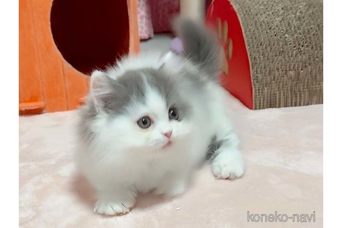 成約済の愛媛県のミヌエット(短足)-114632の4枚目