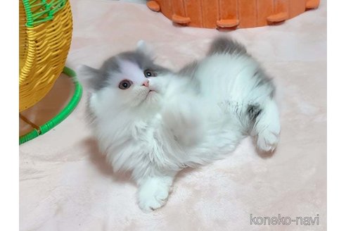 成約済の愛媛県のミヌエット(短足)-114632の5枚目