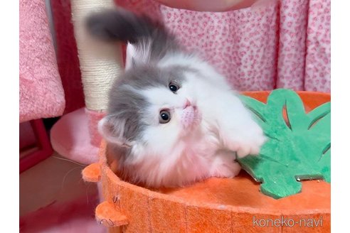 成約済の愛媛県のミヌエット(短足)-114632の6枚目