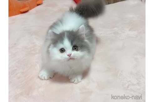 成約済の愛媛県のミヌエット(短足)-114632の3枚目