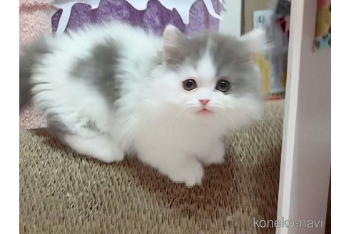 成約済の愛媛県のミヌエット(短足)-114632の2枚目