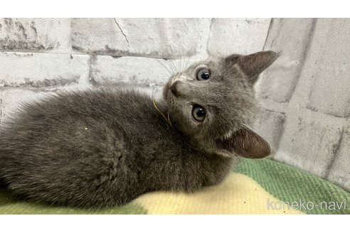 販売中の愛知県のロシアンブルー-113162の1枚目