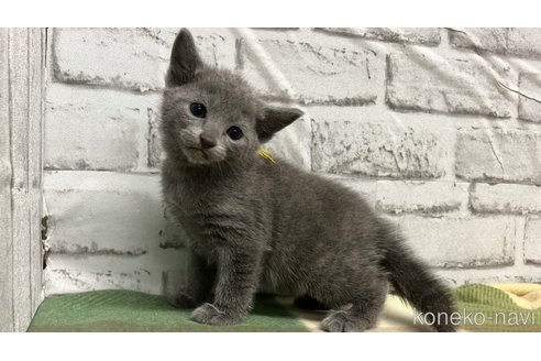 販売中の愛知県のロシアンブルー-113163の1枚目