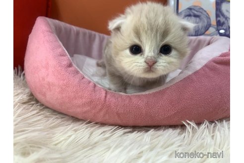 成約済の大阪府のスコティッシュフォールド(折れ耳)-114637の3枚目