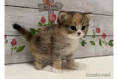 成約済の山梨県のマンチカン-114643の3枚目