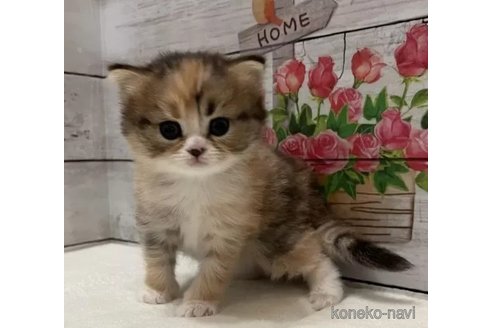 商談中の山梨県のマンチカン-114643