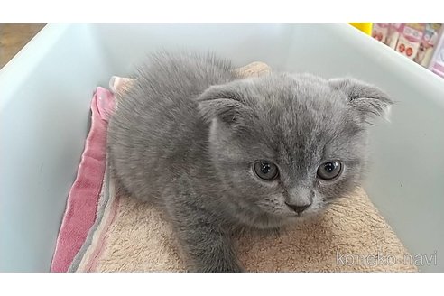 成約済の愛知県のスコティッシュフォールド(折れ耳)-114644