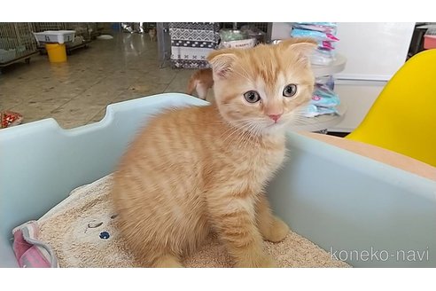 成約済の愛知県のスコティッシュフォールド(折れ耳)-114646の1枚目