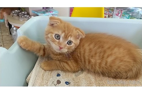 成約済の愛知県のスコティッシュフォールド(折れ耳)-114647の1枚目