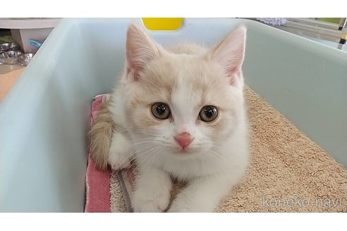 販売中の愛知県のスコティッシュフォールド-114648