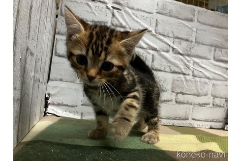 販売中の愛知県のアメリカンショートヘア-114652