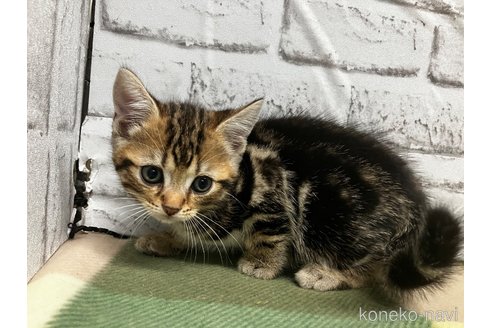 全商品オープニング価格！ 愛知県のアメリカンショートヘア｜男の子・2025/02/28生まれ ベッド・クッション・ハウス