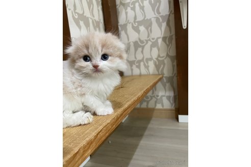 販売中の愛知県のスコティッシュフォールド(折れ耳)-114655の3枚目