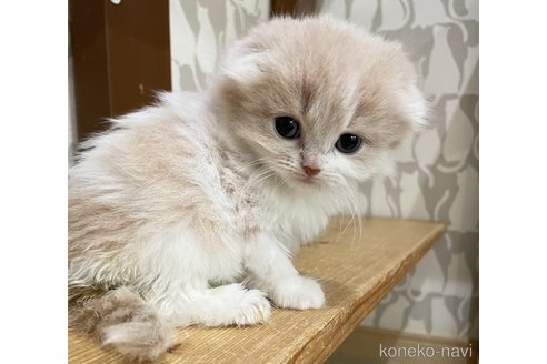 販売中の愛知県のスコティッシュフォールド(折れ耳)-114655の5枚目