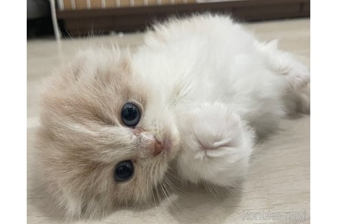 販売中の愛知県のスコティッシュフォールド(折れ耳)-114655の6枚目