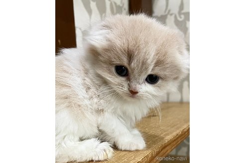 販売中の愛知県のスコティッシュフォールド(折れ耳)-114655の7枚目
