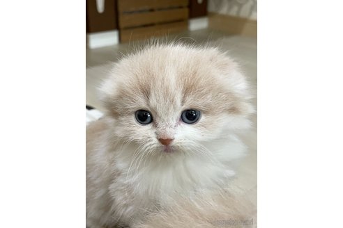 販売中の愛知県のスコティッシュフォールド(折れ耳)-114655の2枚目