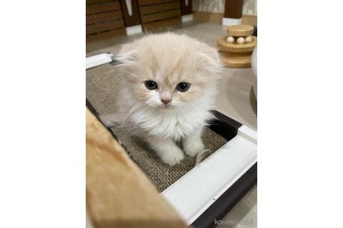 販売中の愛知県のスコティッシュフォールド(折れ耳)-114656の4枚目