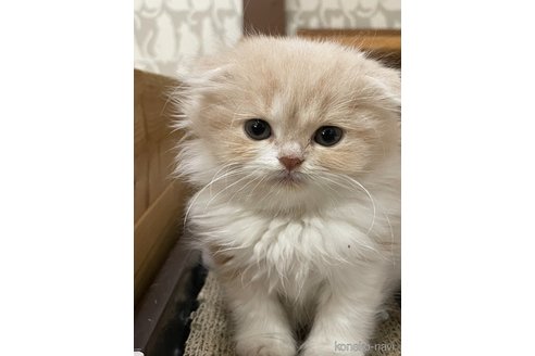 販売中の愛知県のスコティッシュフォールド(折れ耳)-114656の5枚目