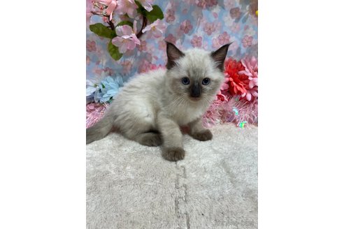成約済の広島県のラグドール-113303の1枚目
