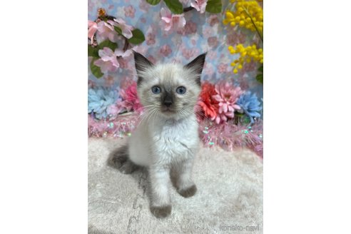 販売中の広島県のラグドール-113310の2枚目